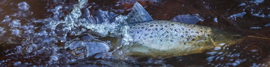 A sea trout splashing in shallow water